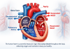 Human heart anatomy showing right and left atria, right and left ventricles, major arteries, and blood flow directions