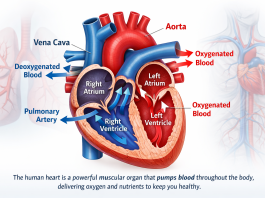 Functions of the Heart: How Your Heart Keeps You Healthy Human heart anatomy showing right and left atria, right and left ventricles, major arteries, and blood flow directions
