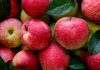 Apple as a fruit rich in fiber supporting digestion, gut health, and overall wellness