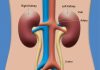 Functions of the Human Kidney: Why Your Kidneys Are Essential for Health Human kidneys located near the spine, filtering blood and supporting body functions