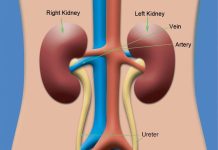 Human kidneys located near the spine, filtering blood and supporting body functions
