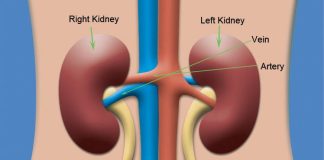 Functions of the Human Kidney: Why Your Kidneys Are Essential for Health Human kidneys located near the spine, filtering blood and supporting body functions