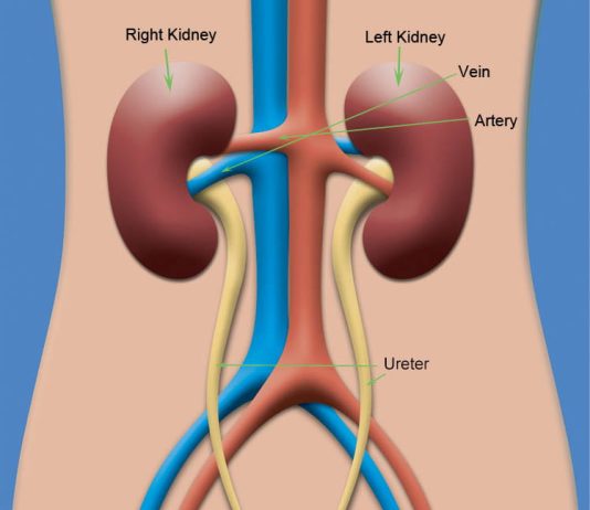 Human kidneys located near the spine, filtering blood and supporting body functions