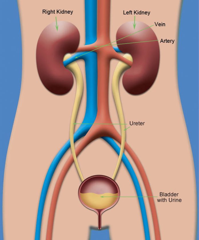 Functions of the Human Kidney – Kidney Anatomy and Health Human kidneys located near the spine, filtering blood and supporting body functions